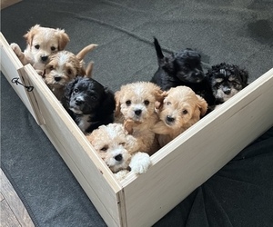 Cavapoo Litter for sale in KINGSPORT, TN, USA