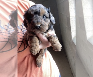 Poodle (Miniature) Litter for sale in MUNFORDVILLE, KY, USA