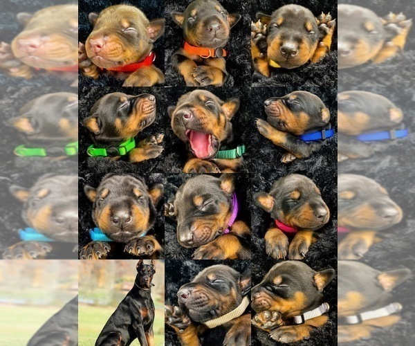 Medium Photo #1 Doberman Pinscher Puppy For Sale in PACE, FL, USA