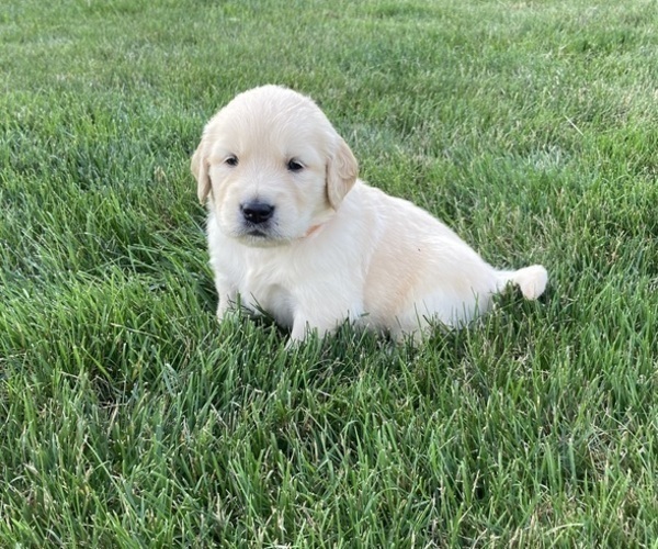 Medium Photo #1 Golden Retriever Puppy For Sale in CONGERVILLE, IL, USA