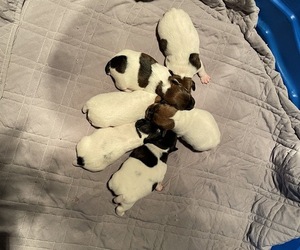 Russell Terrier Litter for sale in BEREA, KY, USA