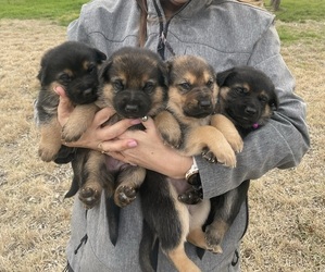 Shepadoodle Litter for sale in ELGIN, TX, USA
