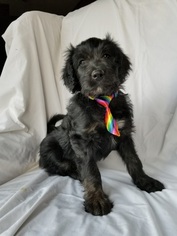Aussiedoodle Litter for sale in MONTROSE, CO, USA