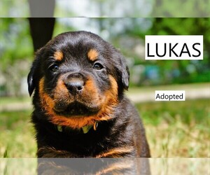 Rottweiler Litter for sale in DENTON, TX, USA