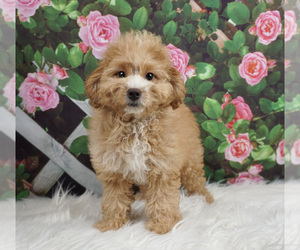 View Ad: Pomeranian-Poodle (Toy) Mix Puppy For Sale Near Texas, CEDAR ...