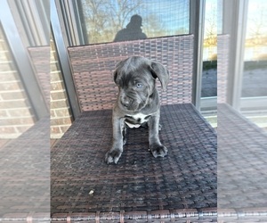 Cane Corso Litter for sale in KINGS MOUNTAIN, NC, USA