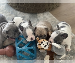 French Bulldog Litter for sale in CASTLE ROCK, CO, USA