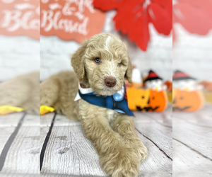Labradoodle Litter for sale in WATERTOWN, TN, USA