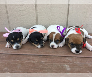 Jack Russell Terrier Litter for sale in MARSING, ID, USA