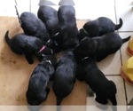 Small Photo #1 German Shepherd Dog Puppy For Sale in ASHVILLE, OH, USA