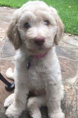 Labradoodle Litter for sale in SIBLEY, LA, USA