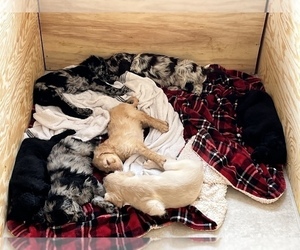 Aussiedoodle-Goldendoodle Mix Litter for sale in LINCOLN, NE, USA