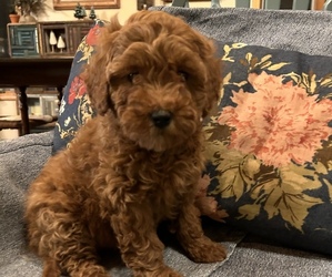Goldendoodle (Miniature) Litter for sale in LAWRENCE, MI, USA