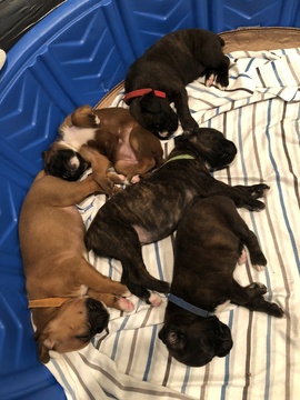 Medium Photo #1 Boxer Puppy For Sale in FLEMING ISLAND, FL, USA