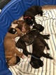 Small Photo #1 Boxer Puppy For Sale in FLEMING ISLAND, FL, USA