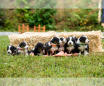 Small Photo #1 Australian Shepherd Puppy For Sale in MARYVILLE, TN, USA