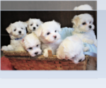 Small Photo #1 Maltese Puppy For Sale in KERMIT, WV, USA
