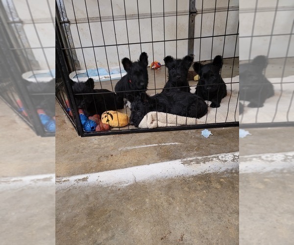 Medium Photo #1 Scottish Terrier Puppy For Sale in NEOSHO, MO, USA