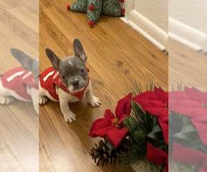 French Bulldog Litter for sale in HOUSTON, TX, USA