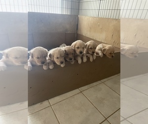 Golden Retriever Litter for sale in WILMINGTON, OH, USA