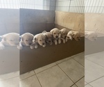 Small Photo #1 Golden Retriever Puppy For Sale in WILMINGTON, OH, USA