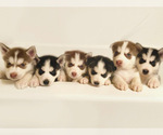 Small Photo #1 Siberian Husky Puppy For Sale in CAMANO ISLAND, WA, USA