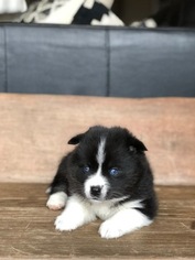Pomsky Litter for sale in GRASS VALLEY, CA, USA