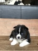 Small Photo #1 Pomsky Puppy For Sale in GRASS VALLEY, CA, USA