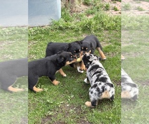Australian Shepherd-Rottweiler Mix Litter for sale in COLORADO SPRINGS, CO, USA