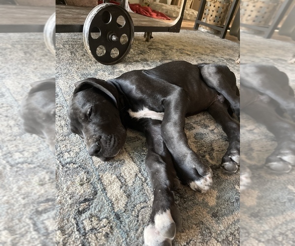 Medium Photo #1 Great Dane Puppy For Sale in MOSES LAKE, WA, USA