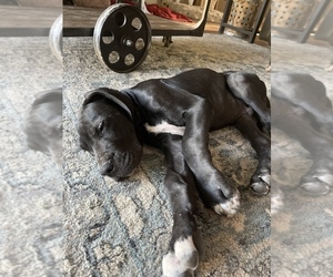 Great Dane Litter for sale in MOSES LAKE, WA, USA