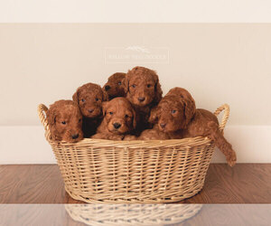 Goldendoodle Litter for sale in HAWK POINT, MO, USA