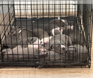 American Pit Bull Terrier Litter for sale in AURORA, CO, USA