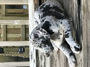 Great Dane Litter for sale in LEES SUMMIT, MO, USA
