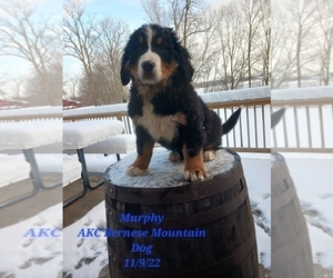 Bernese Mountain Dog Litter for sale in SHIPSHEWANA, IN, USA