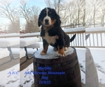 Small Photo #1 Bernese Mountain Dog Puppy For Sale in SHIPSHEWANA, IN, USA