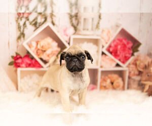 Pug Litter for sale in WARSAW, IN, USA