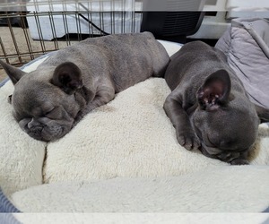 French Bulldog Litter for sale in GILBERTSVILLE, PA, USA