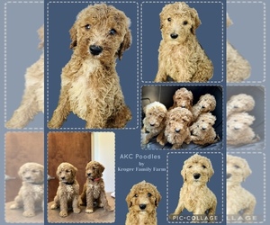 Bernedoodle Litter for sale in GERMANTOWN, OH, USA