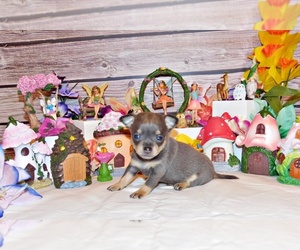 Chihuahua Litter for sale in CHARLESTON, AR, USA