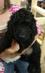 Small Photo #1 Goldendoodle Puppy For Sale in SPARTA, NC, USA