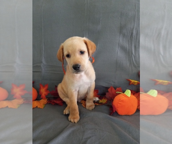 Medium Photo #1 Labrador Retriever Puppy For Sale in CARROLLTON, GA, USA