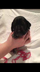 German Shorthaired Pointer Litter for sale in GEORGETOWN, KY, USA