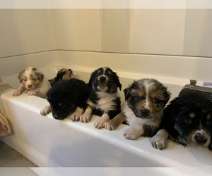 Australian Shepherd Litter for sale in TULSA, OK, USA