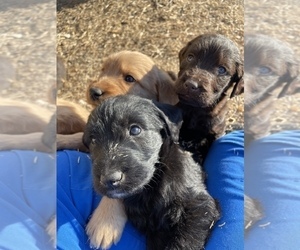 Labradoodle Litter for sale in GUTHRIE, OK, USA