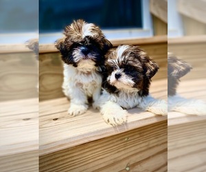 Shih Tzu Litter for sale in WHITE PLAINS, MD, USA