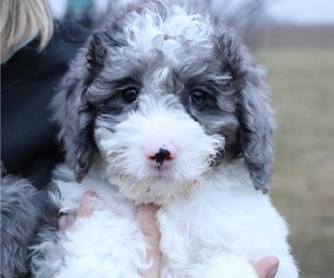 Bernedoodle (Miniature) Litter for sale in BOSWELL, IN, USA