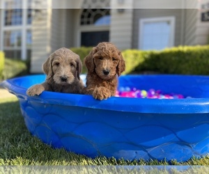 Goldendoodle-Poodle (Standard) Mix Litter for sale in VISALIA, CA, USA