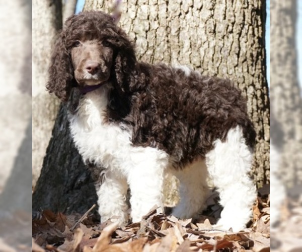 Medium Photo #1 Poodle (Standard) Puppy For Sale in WARSAW, IN, USA