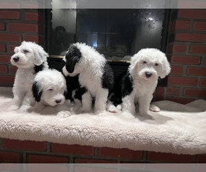 Old English Sheepdog Litter for sale in ACTON, CA, USA